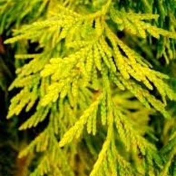 Thuja plicata 'Sunshine' 