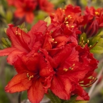 Rhododendron Exbury hybrid 'Red Sunset' 