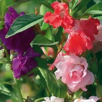 Impatiens balsamina