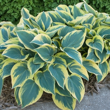 Hosta 'Gold Drop' 