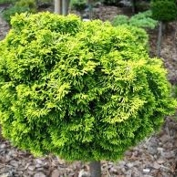 Chamaecyparis obtusa 'Butter Ball' 