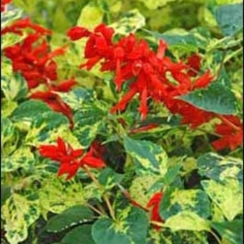 Salvia splendens '2000 Scarlet' 