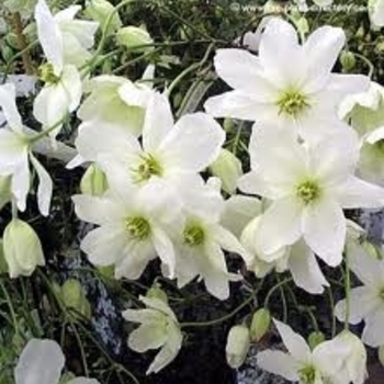 Clematis armandii 'Snowdrift' 