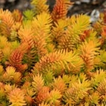 Sedum reflexum 'Solar Spice' PPAF