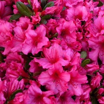 Rhododendron Girard hybrid 'Girard Roberta' 