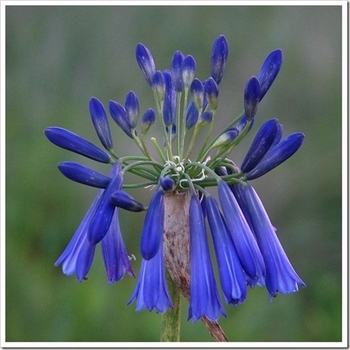 Agapanthus 'Blue Yonder' 