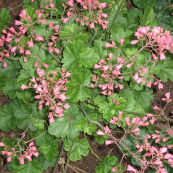 Heuchera 'Raspberry Regal' 