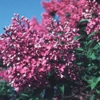 Syringa x persica