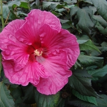 Hibiscus moscheutos 'Plum Crazy' 