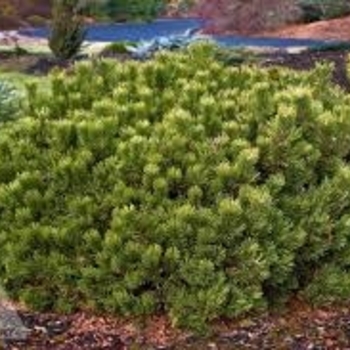 Pinus mugo 'White Bud' 