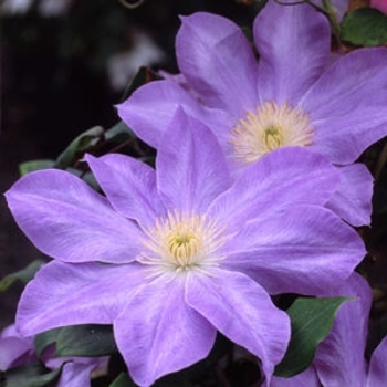 Clematis 'Diana's Delight™' Evipo026
