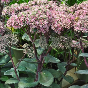 Sedum 'Maestro' USPP 20,094