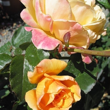 Rosa 'Meivaleir' 