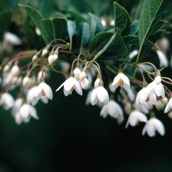 Styrax japonicus 'Emerald Pagoda' 