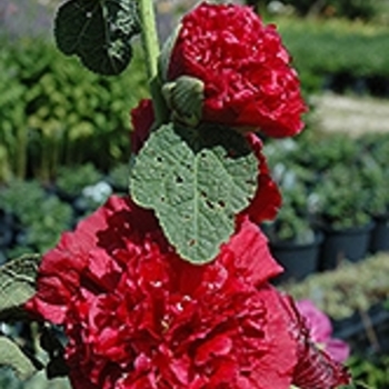 Alcea rosea 'Chater's Red' 