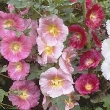 Alcea ficifolia 'Happy Lights Mix' 