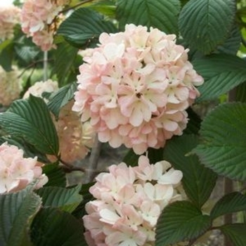 Viburnum plicatum f. plicatum 'Spichazam' 