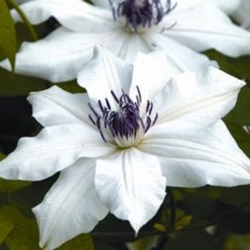 Clematis 'Eye of the Storm™' 