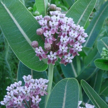 Asclepias sullivantii