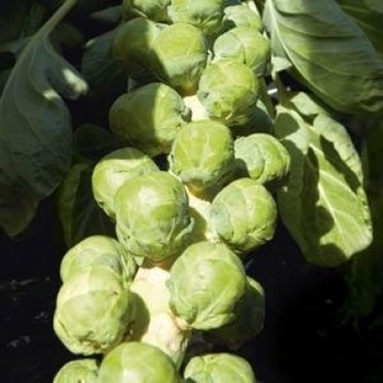 Brassica oleracea 'Dimitri' 
