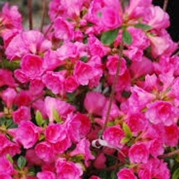 Rhododendron 'Kimberly's Double Pink' 