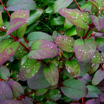 Hypericum androsaemum 'Albury Purple' 