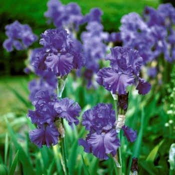 Iris germanica 'Breakers' 
