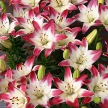 Lilium 'Lollypop' 