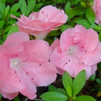 Rhododendron Satsuki hybrid 'Wakaebisu' 