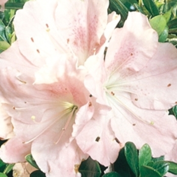 Rhododendron Robin Hill Hybrid 'Watchet' 