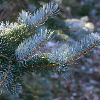 Picea pungens 'Moerheim' 