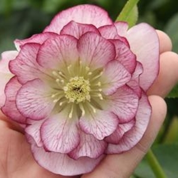 Helleborus 'Peppermint Ruffles' 