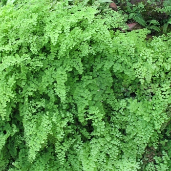 Adiantum caudatum