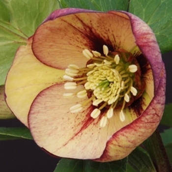 Helleborus 'Mango Magic' 