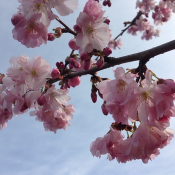 Prunus 'Accolade' 