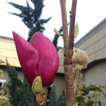 Magnolia 'Cleopatra' 