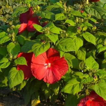 Hibiscus moscheutos 'Cocker' 