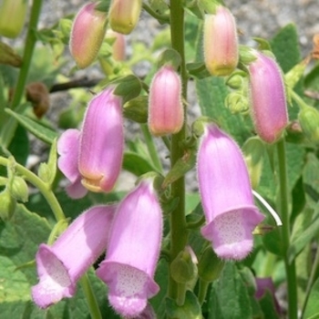 Digitalis thapsi 'Spanish Peaks' 