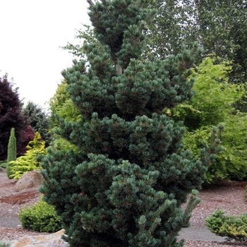 Pinus parviflora 'Glauca Brevifolia' 