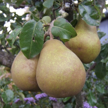 Pyrus communis