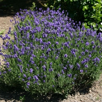 Lavandula angustifolia 'Thumbelina Leigh' 