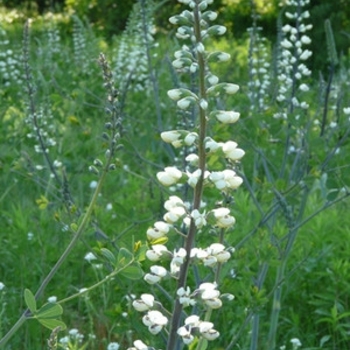 Baptisia lactea