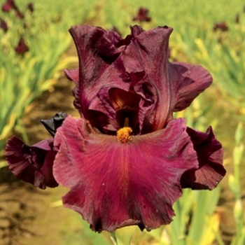 Iris germanica 'Saturday Night Live' 