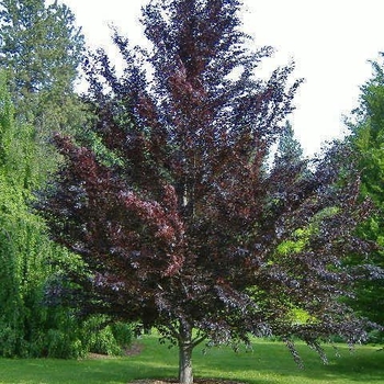 Fagus sylvatica 'Beth's Dwarf' 