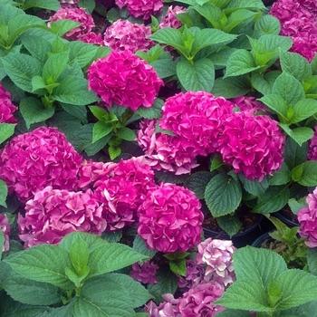 Hydrangea macrophylla 'Grateful Red®' McKRed