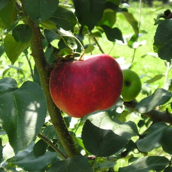 Malus domestica 'Yates' 