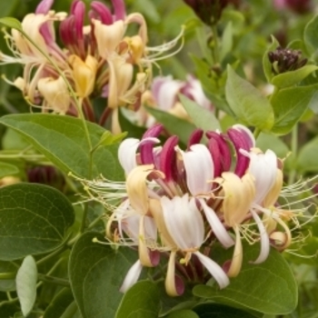 Lonicera periclymenum 'Winchester' 