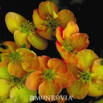 Potentilla fruticosa 'Sunset' 