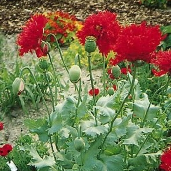 Papaver orientale 'Crimson Red' 