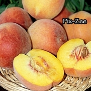 Prunus persica 'Pix Zee' 